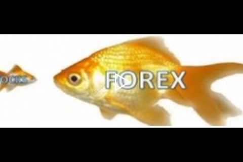 Beginners Guide to Forex Trading