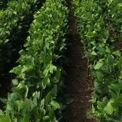 The Vital Role of Agriculture in the Economic Growth of Mobile County, Alabama
