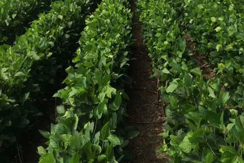 The Vital Role of Agriculture in the Economic Growth of Mobile County, Alabama
