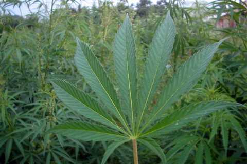 9.5.25 Opening Bell: Market Insights and Trends