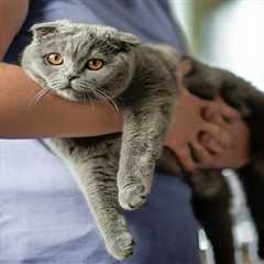 Pet Insurance Pitfalls Many Owners Encounter