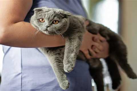 Pet Insurance Pitfalls Many Owners Encounter